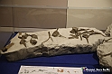 VBS_9189 - Museo Paleontologico - Asti